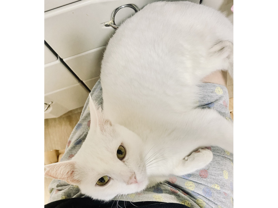 元気な白猫くん