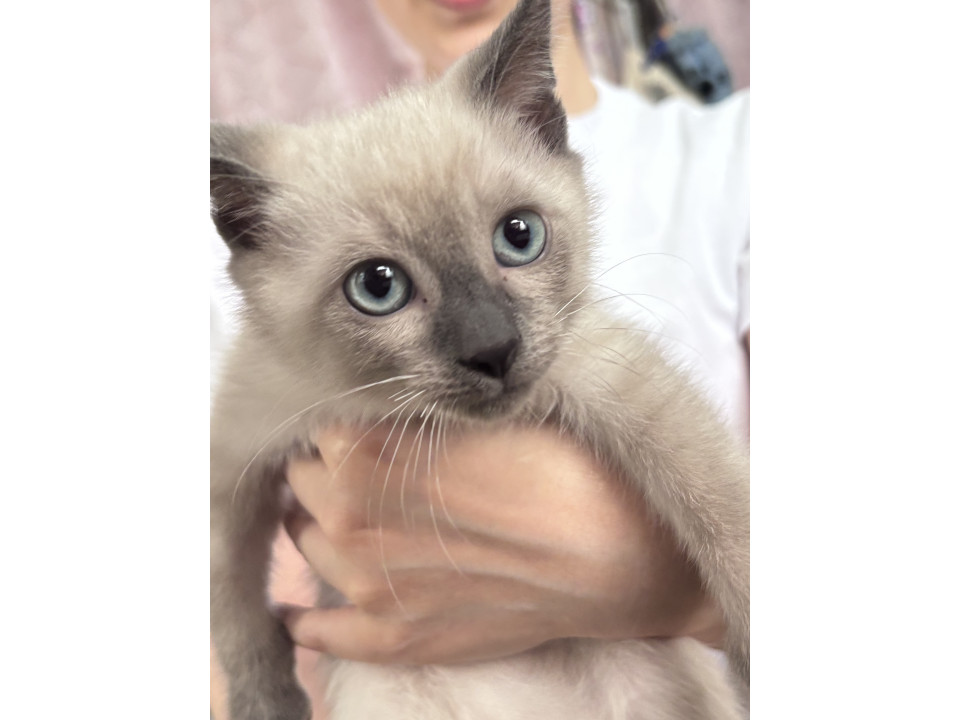 シャム風仔猫のラルフ