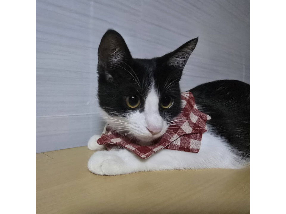 おっとりハチワレちゃん