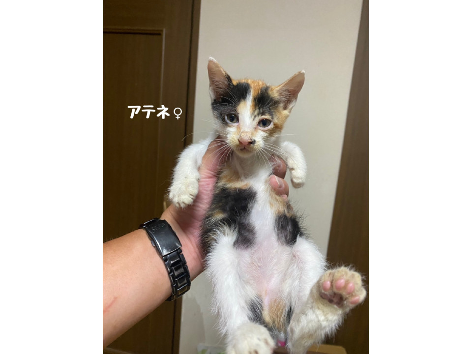 ミケがきれいなアテネ