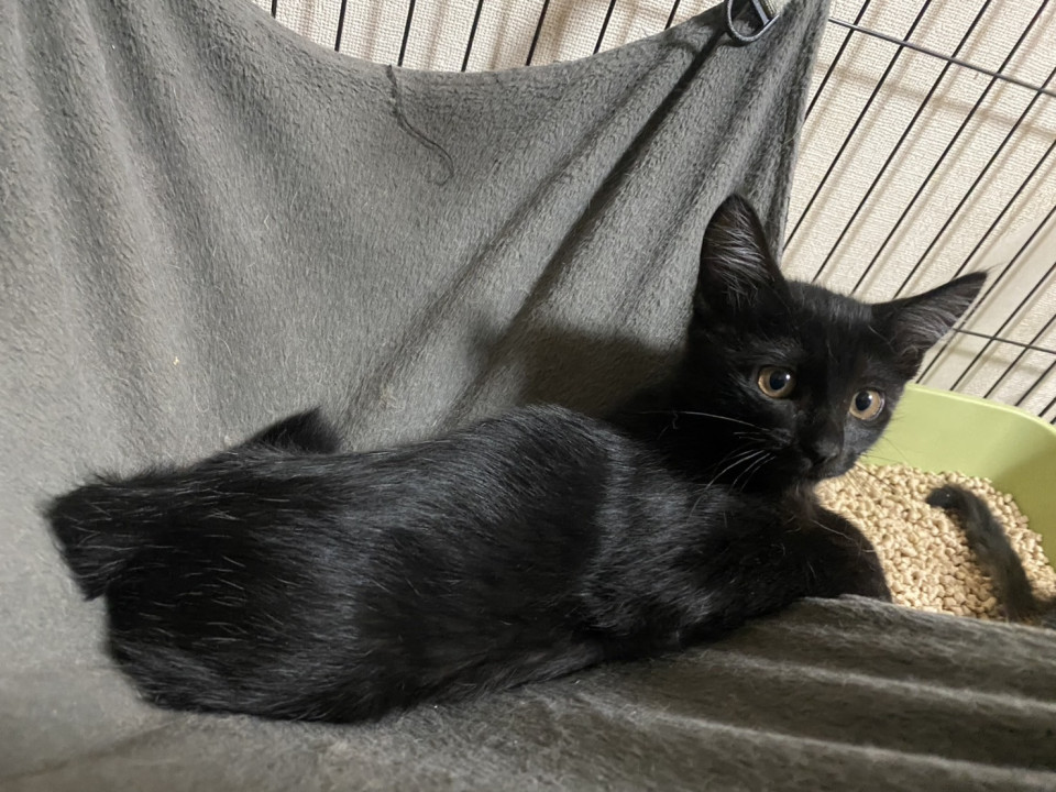 可愛い黒猫 パリス