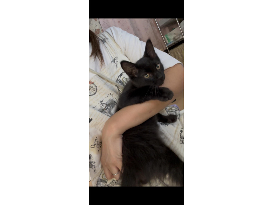 ロン毛黒猫 ロンドン