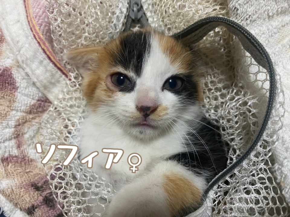 下僕にされちゃうかも 魅惑の三毛猫