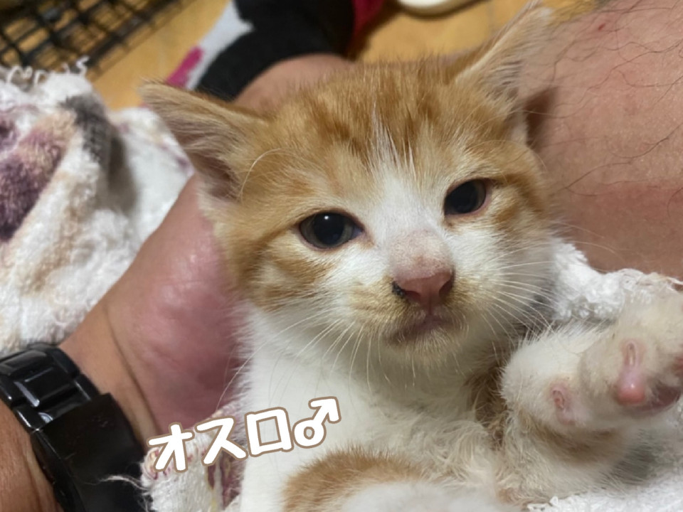 可愛い茶白