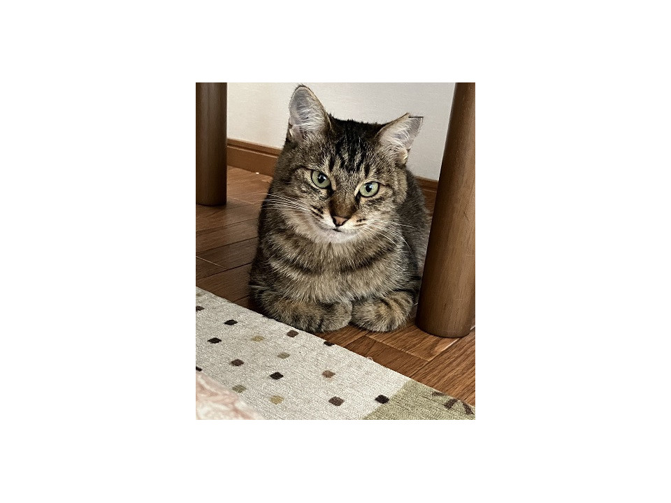 穏やかな女の子