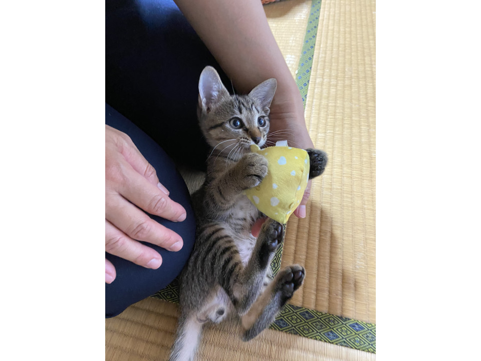 甘えっ子のキジトラくん