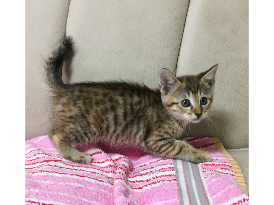 親ねこ3521 081252007501-04-BK?$VS_1500$