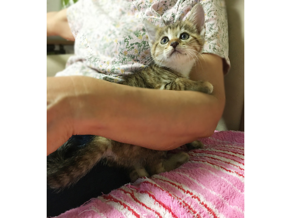 親ねこ3521 楽天市場】＼最大2000円OFFクーポン／ 日本製 宇宙船付き レザー