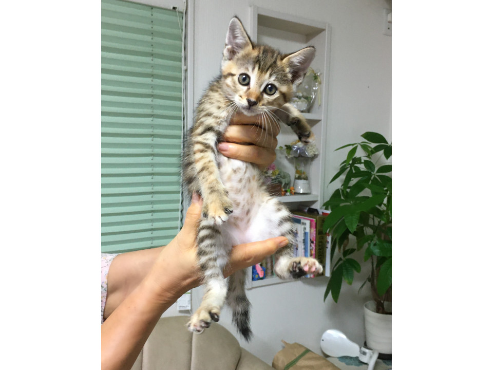猫]千葉県山武市の里親募集 明るいオレンジのベンガル柄『レオ