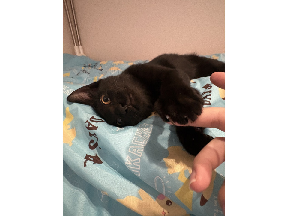 元気いっぱい黒猫君