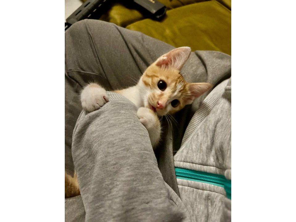 甘えん坊な茶白男子です♡