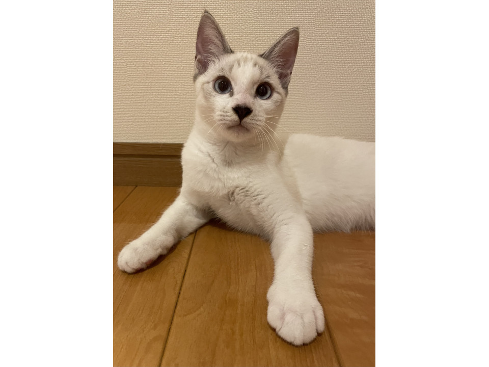 超懐っこい白シャム男子