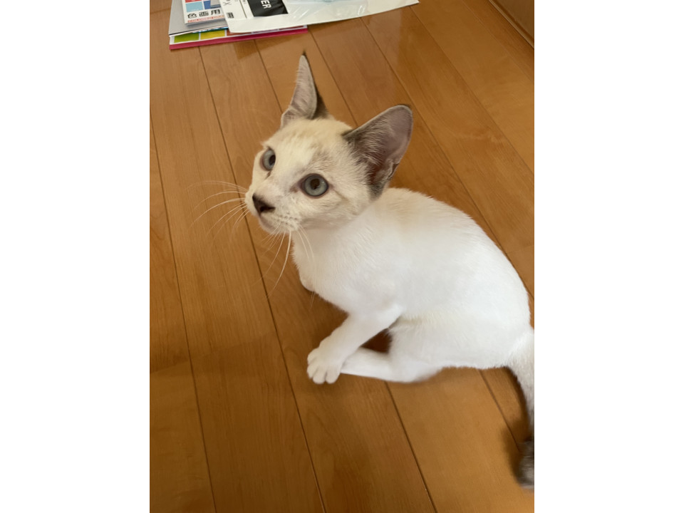 超懐っこい白シャム男子