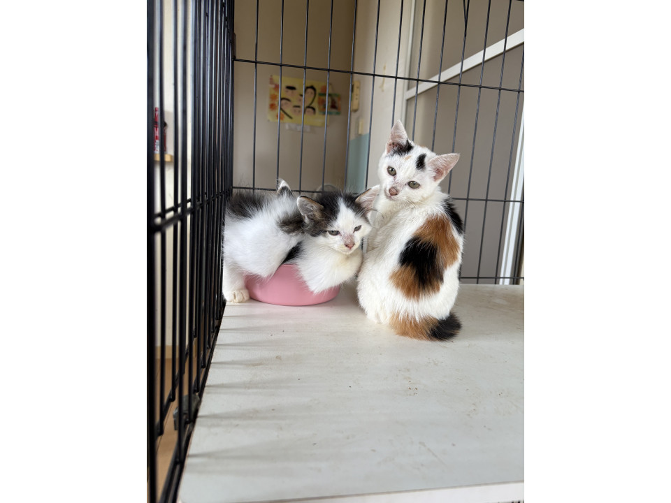 とっても美人な三毛猫