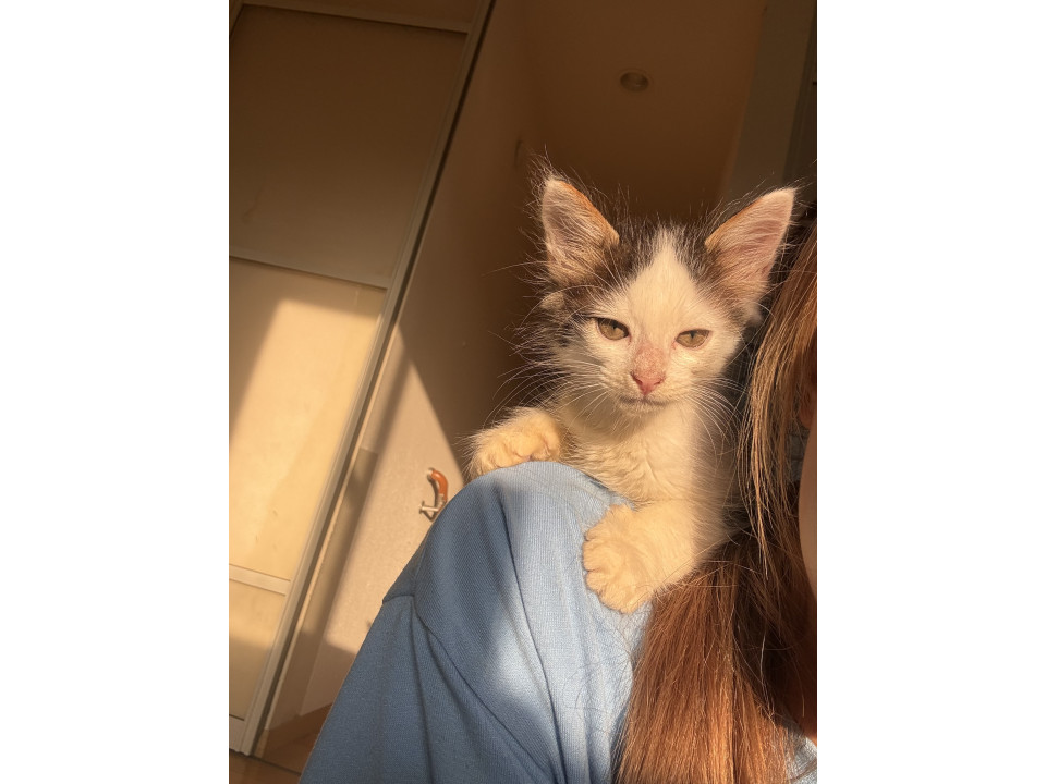 川に捨てられてた子猫ちゃん