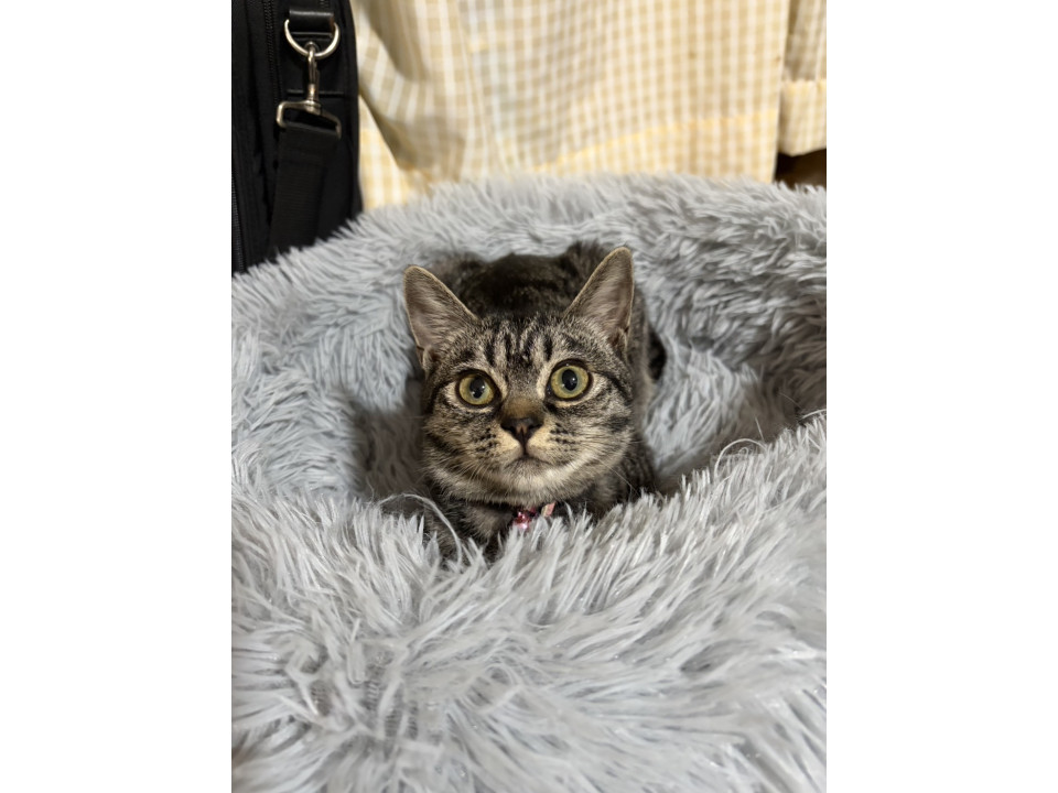 女の子5ヶ月(エイズ白血病検査陰性)