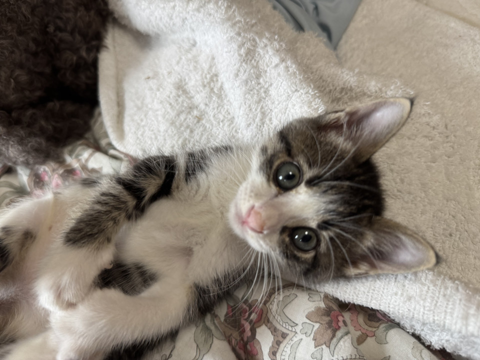 ミルクから育てた甘えん坊きじしろ猫