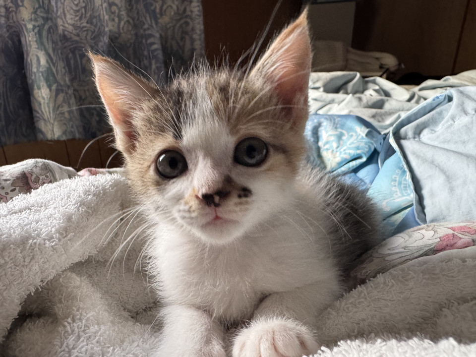 ミルクから育てた甘えん坊三毛猫