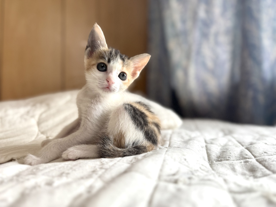 ミルクから育てた三毛猫ハンディあります