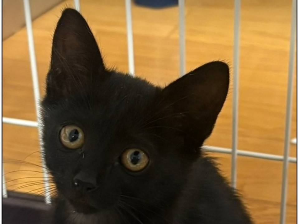 甘えん坊の黒チビ