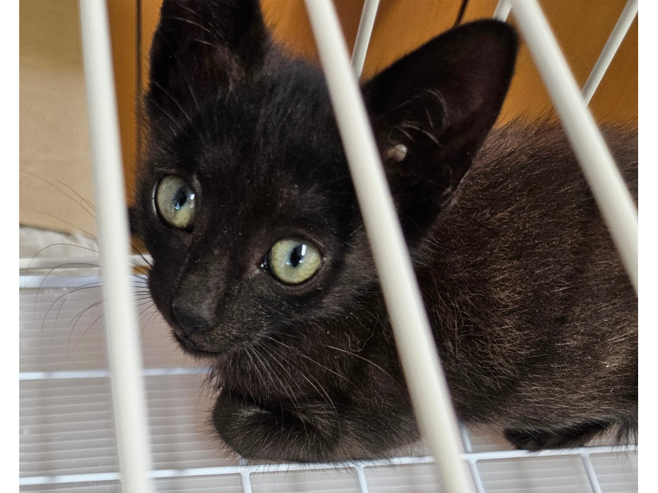 赤茶混じりの黒猫ちゃん