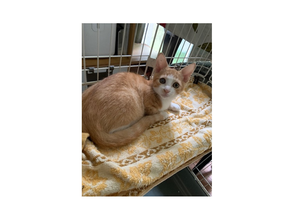 去勢MC済み 人懐こい茶白