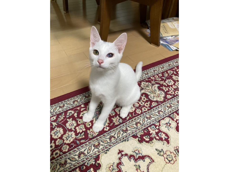 犬とも仲良しゴロゴロフレンドリーなハク君