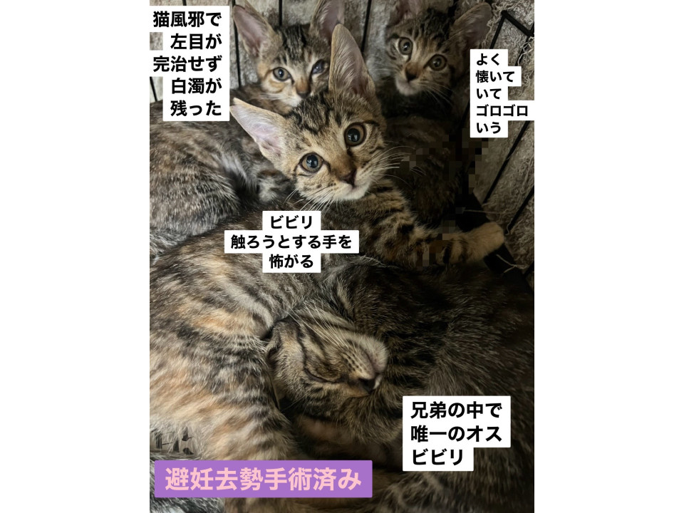 左目に白濁が残ってしまったキジ子猫