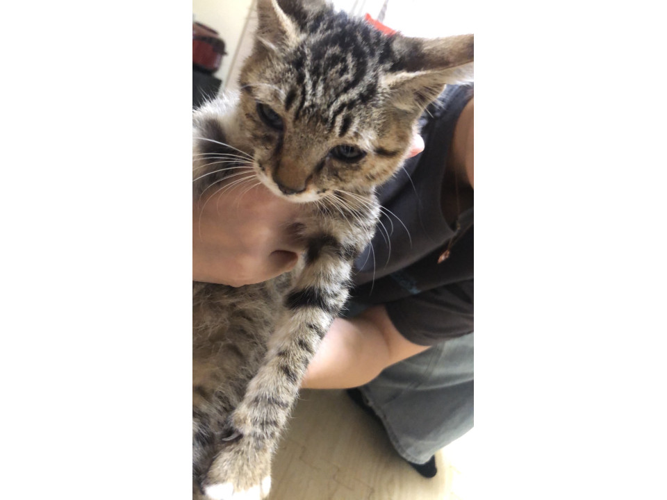 懐きやすい子猫ちゃん