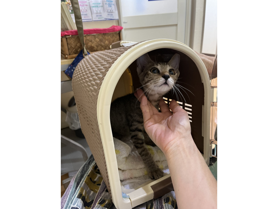 犬も猫も人にもフレンドリーな女の子