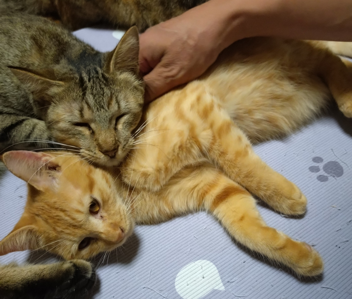 ミルクティちゃた