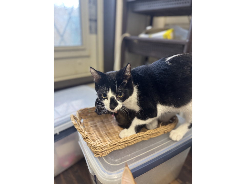 おすまし君です