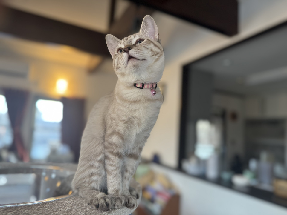 ひかえめだけどご飯大好き