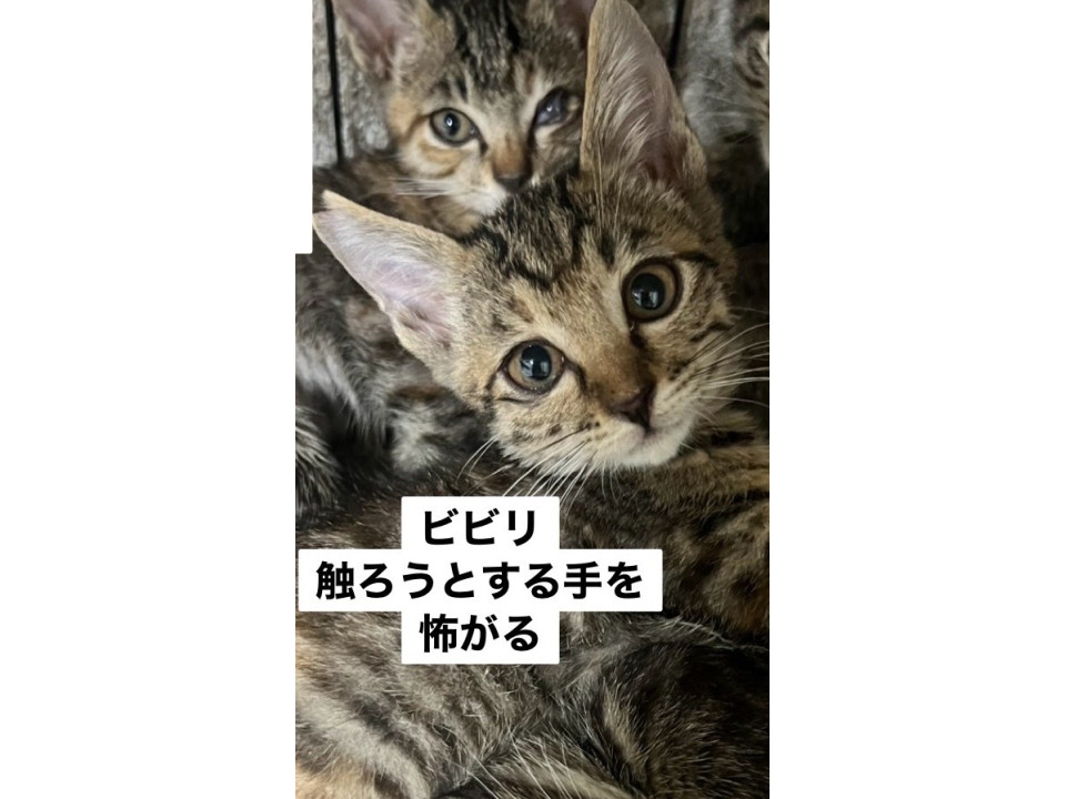 ビビリなのでこれから慣らし必要なキジ子猫
