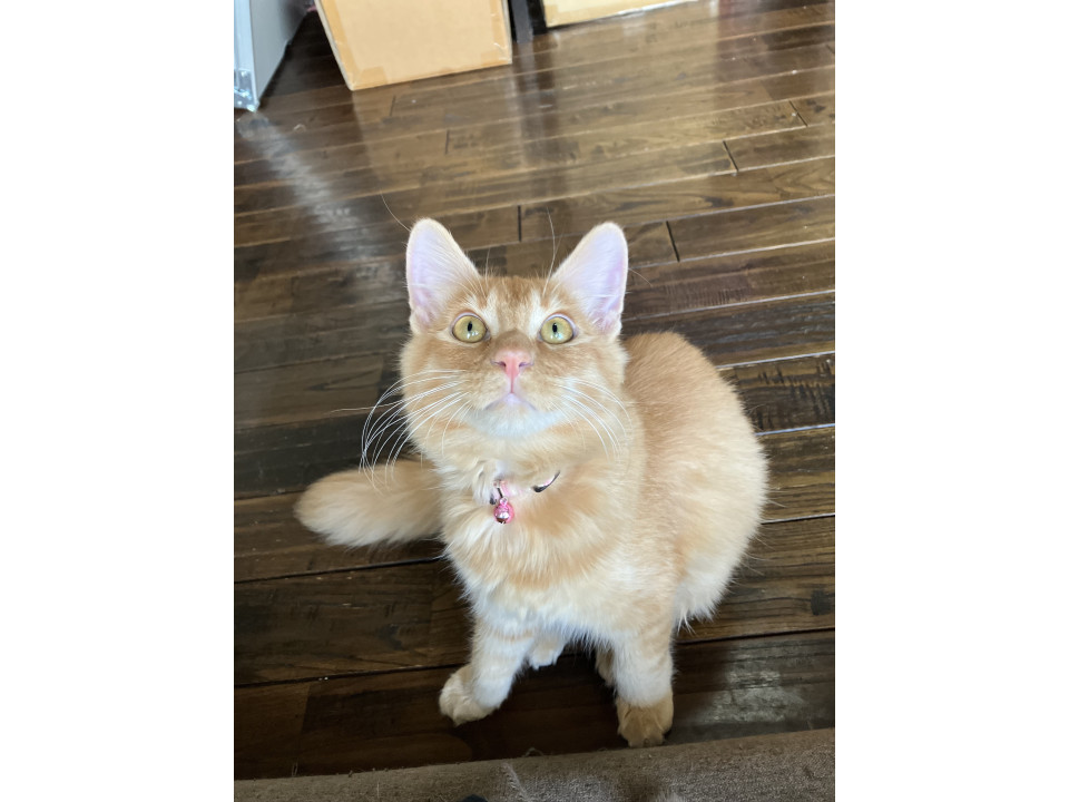 しっぽもふもふ