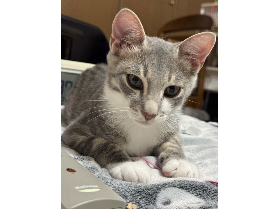 母猫を交通事故でなくし保護された海くん