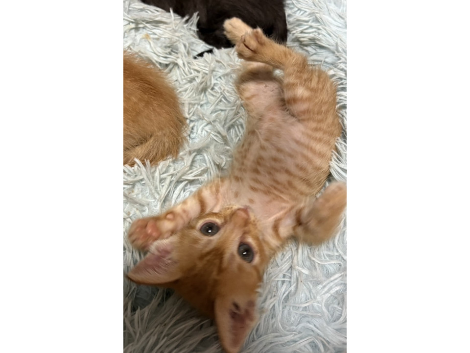 スーパー陽キャ甘えん坊イケメン約1ヶ月半