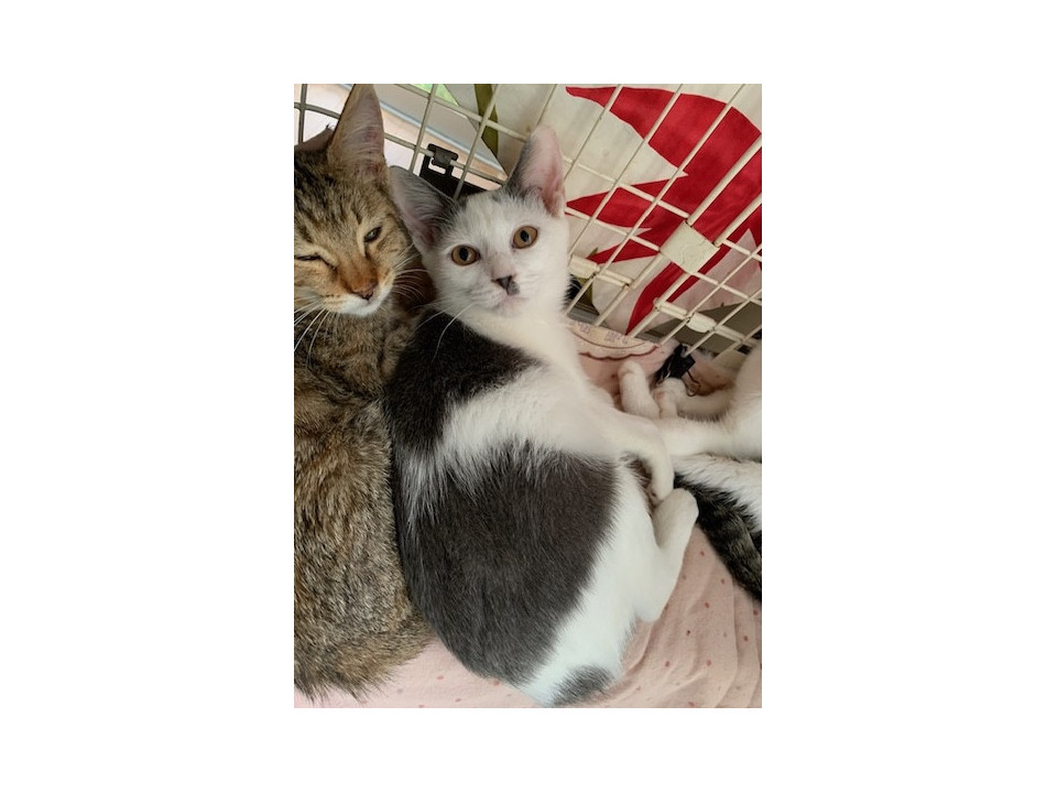 去勢MC済み 可愛い灰白