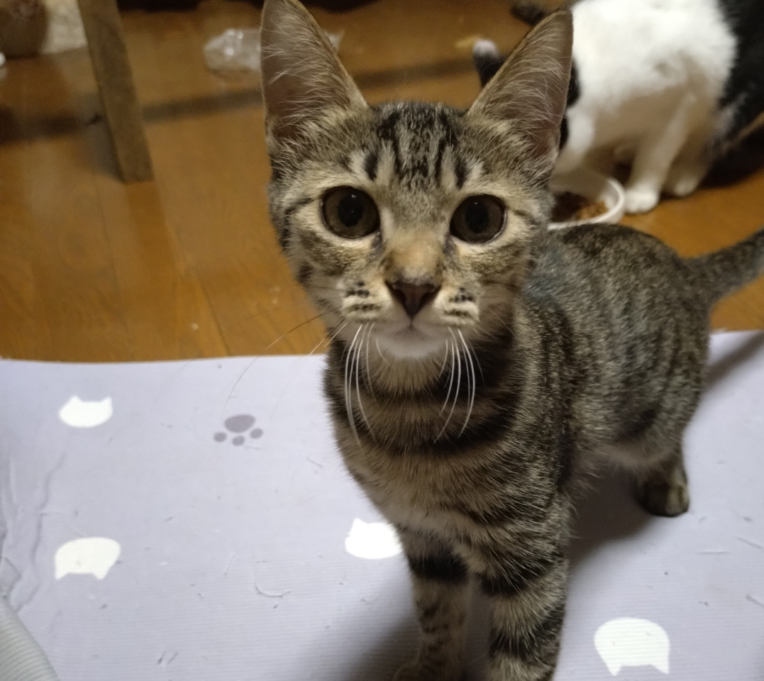 美形 とと