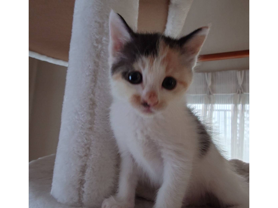 おめめクリクリ☆激カワ美少女約1ヶ月