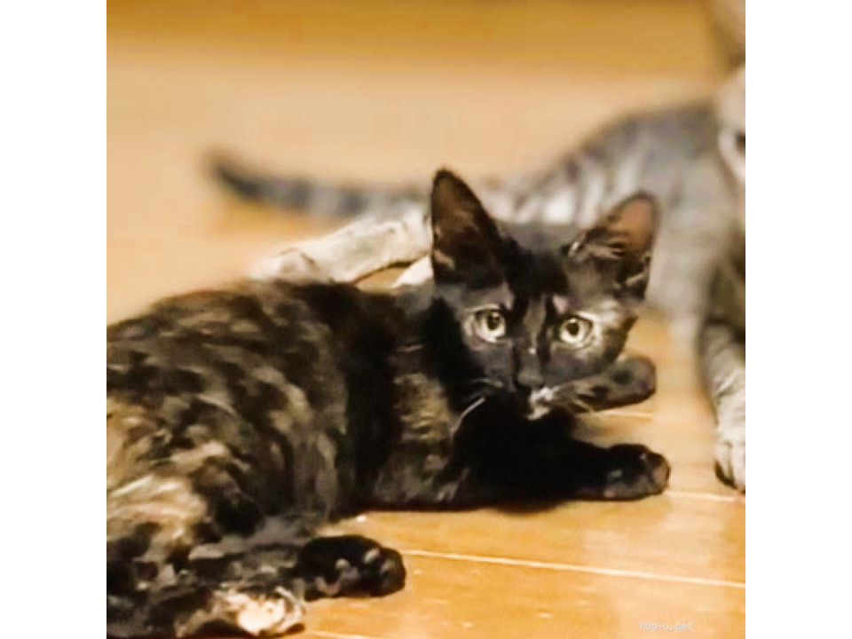 ◆10/4◆怖がりだけど猫さんは大好き♥