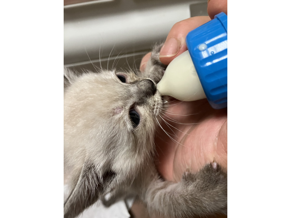 シャムカラー男の子