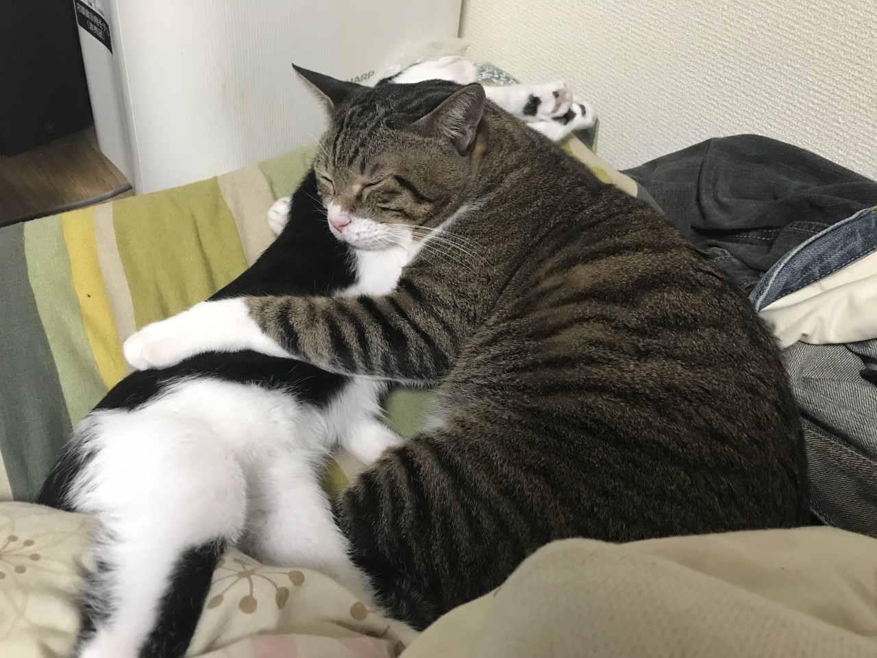 人慣れしています