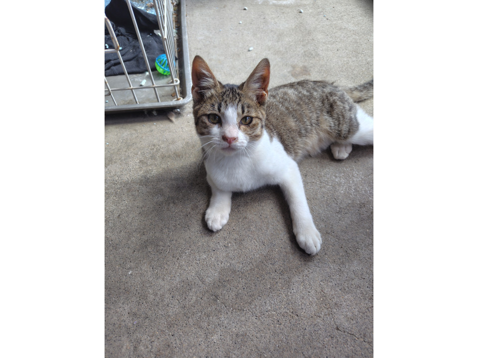 人が大好き♥イケメン猫くん