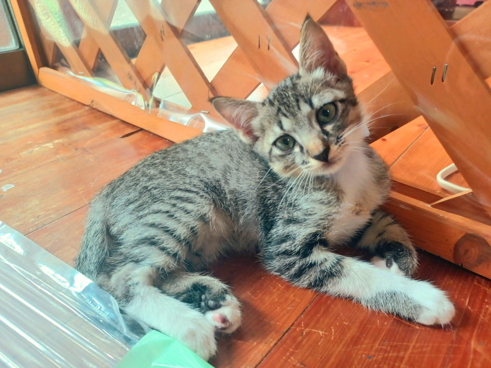 シロキジ4姉妹の特攻隊長 ココ