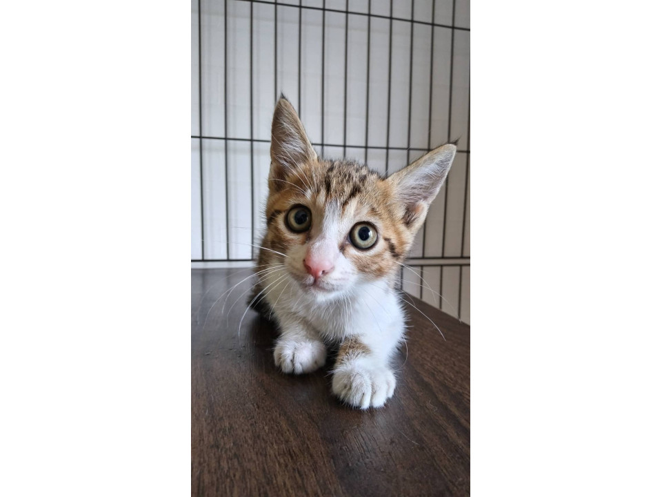 可愛いキジ白くん