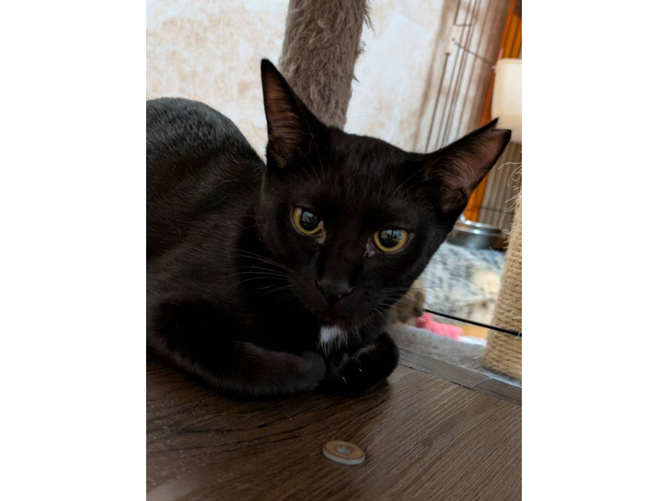 エンゼルマークがチャームポイントの女の子