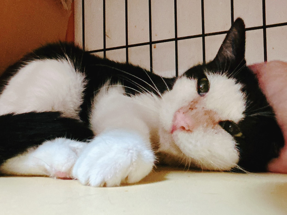 飼育崩壊レスキュー♂デブリン約6歳