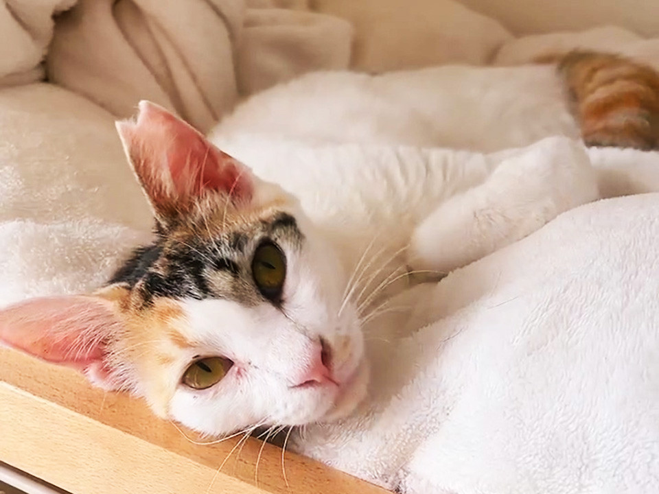 福岡で保護されたベタ慣れ猫リリ約1歳♀