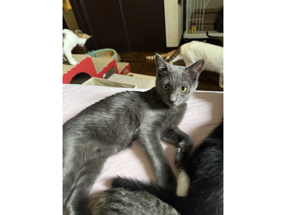 プラチナカラーが綺麗でしょ